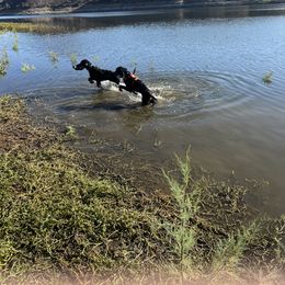 Gordon Setter Puppies from Sunshine Hill Top Gordon