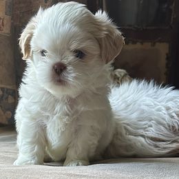 Shih Tzu Puppies from Prescious Shih Tzu’s