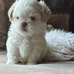 Shih Tzu Puppies from Prescious Shih Tzu’s