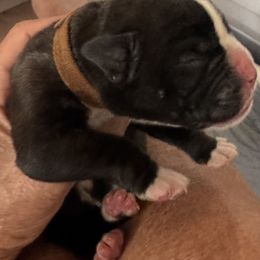 Zeno - Brindle male Boxer puppy in Bethel Park, Pennsylvania from Goodfella Boxers