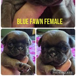 Blue Sable Fawn Female - Fawn female Pug puppy in Kernersville, North Carolina from Royal House of Pugs