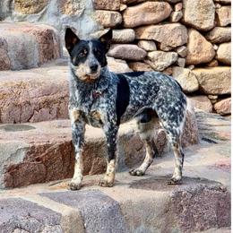 Chapo - Australian Cattle Dog
