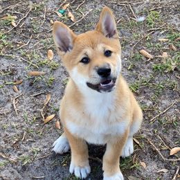 Shiba Inu Puppies from SWFL Shiba Inu Association