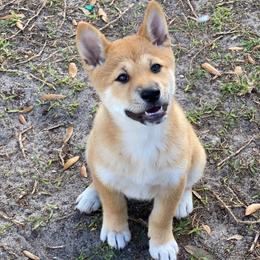 Shiba Inu Puppies from SWFL Shiba Inu Association