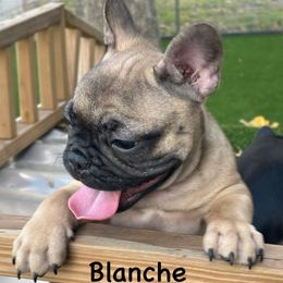 Blanche - Fawn female French Bulldog puppy in Greenville, Texas from Lisa's French Bulldogs