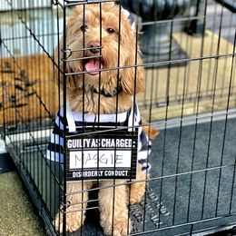 Maggie - Goldendoodle
