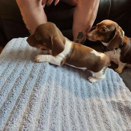 Little Grace - Piebald female Dachshund puppy in Sacramento, California from Cathy's Dachshunds