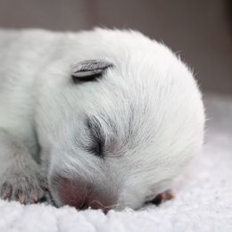Australian Cattle Dog Puppies from Kanku
