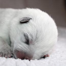 Australian Cattle Dog Puppies from Kanku