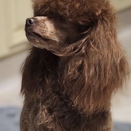 Poodle Puppies from Simply Poodle