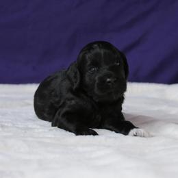 Porsche - Black and white female Aussiedoodle puppy in Springfield, Missouri from Aspen River Doodles