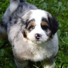 Green (sharpie) boy - Merle male Bernedoodle puppy in Waukesha, Wisconsin from Bernedoodle Boutique (and Cavapoos)