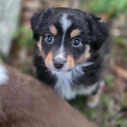 Sunday - Black tri female Miniature Australian Shepherd puppy in Harker Heights, Texas from Comfy Cozy Kennel