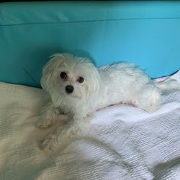 Minnie - Maltese