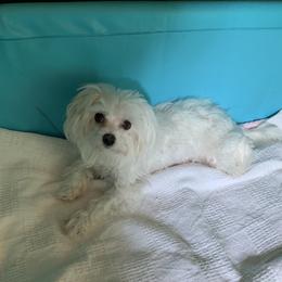 Minnie - Maltese