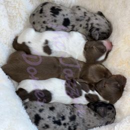 Dachshund Puppies from McJazzin Doxies