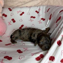 Helen - Dapple female Dachshund puppy in Lake City, Florida from My Ditzy Doxies of Florida