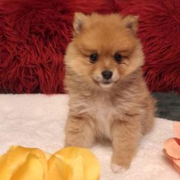 Lili - Orange female Pomeranian puppy in Tampa, St Petersburg, Florida from Diana's Pomeranians