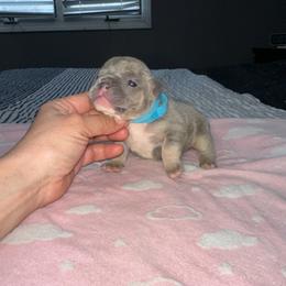 Bear - Tricolors male French Bulldog puppy in Bolingbrook, Illinois from Flores Frenchies