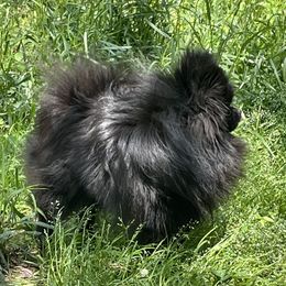 Ace - Pomeranian