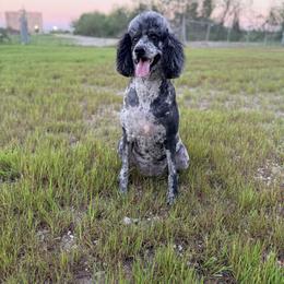 Fierce - Poodle