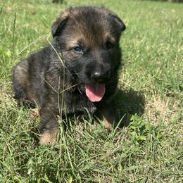 Ally - Sable female German Shepherd puppy in Milan, Illinois from Stonewick German Shepherds