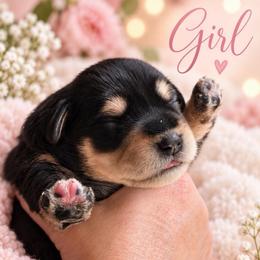 Bella - Black and silver female Miniature Schnauzer puppy in Hull, Georgia from Ardent Miniature Schnauzers of Athens
