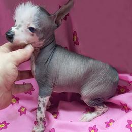 Nacho Business - Slate male Chinese Crested puppy in Henderson, Kentucky from Western Kentucky Chihuahua’s and Chinese Crested’s