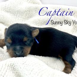 Captain - Black and tan male Yorkshire Terrier puppy in Galesburg, Illinois from Sunny Sky Yorkies