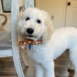 Piper  - Poodle