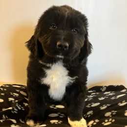 Newfoundlands from Hildebrand Farm