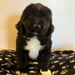 Newfoundlands from Hildebrand Farm