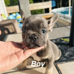 Boy A - Blue male French Bulldog puppy in Gulf Breeze, Florida from Bay Breeze Kennel
