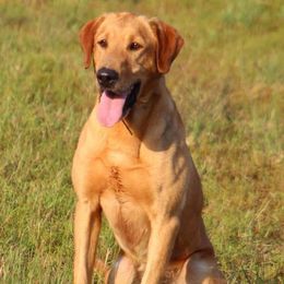 Goose - Labrador Retriever