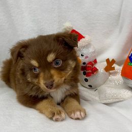 Panta - Red tri-color female Miniature American Shepherd puppy in South Branch, Michigan from Ross Ranch Mini and Standard Aussie's