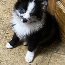 Pomsky Puppies from Perfect Pomskies
