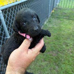 Pebbles - Black female Labradoodle puppy in Georgetown, South Carolina from Muddy Bay Kennels