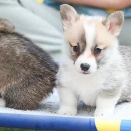 Cricket - Red male Pembroke Welsh Corgi puppy in Plains, Montana from Diamond Corgis