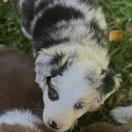 Girl 1 - Red tri-color female Australian Shepherd puppy in Lebanon, Oregon from Mount Hope Aussies