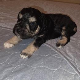 Alister - Black and silver male Miniature Schnauzer puppy in Graham, Washington from Kristy's French Bulldogs & Mini Schnauzers