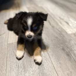 Miniature American Shepherd Puppies from Sonya Young