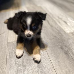Miniature American Shepherd Puppies from Sonya Young