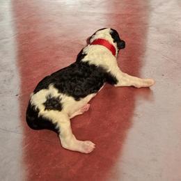 Red Collar - Parti female Poodle puppy in Henagar, Alabama from Windy Oak Kennels