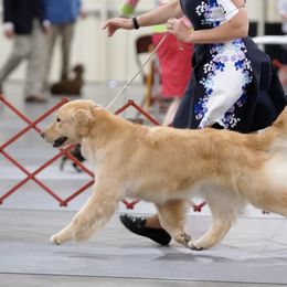 Golden Retrievers from Sunkyst Golden Retrievers
