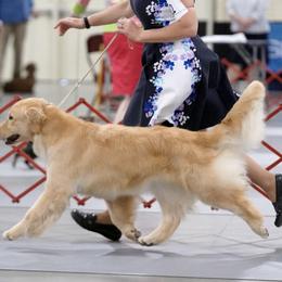 Golden Retrievers from Sunkyst Golden Retrievers