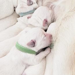 Golden Retriever and Labrador Retriever Puppies from Sierra Hills Retrievers