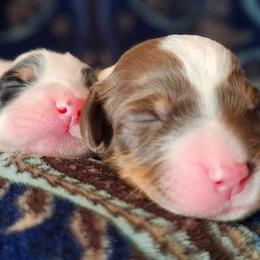 English Setter puppies from English Setters of the Eyrie