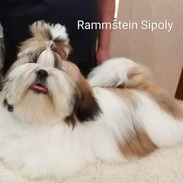 Rammstein - Shih Tzu