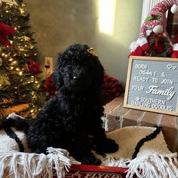 Goldendoodle Puppies from Southern Darling Doodles