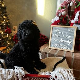 Goldendoodle Puppies from Southern Darling Doodles
